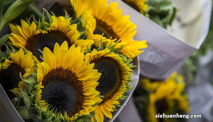 向日葵种子怎么种?尖朝上还是朝下? 向日葵种子怎么种