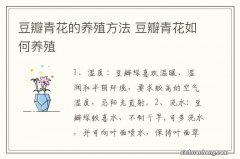 豆瓣青花的养殖方法 豆瓣青花如何养殖