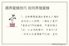 喂养蜜蜂技巧 如何养殖蜜蜂