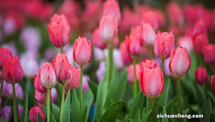 白色康乃馨花语是什么意思 白色康乃馨花语是什么