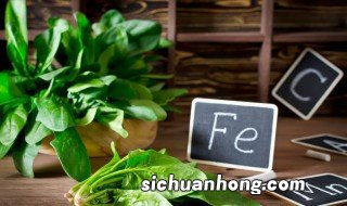 种菠菜的时间和方法 种植菠菜的六个步骤
