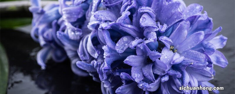 1000种花语大全 各种花的花语大全