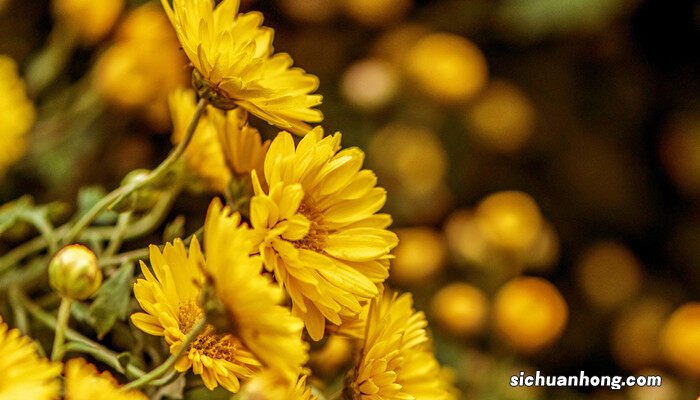 1000种花语大全 各种花的花语大全