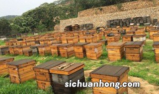 饲养蜜蜂的方法 怎样饲养蜜蜂