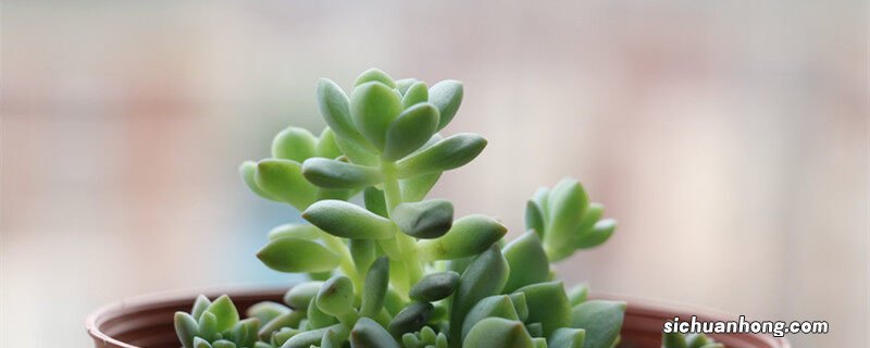 多肉植物酥皮鸭如何度夏的 多肉植物酥皮鸭如何度夏