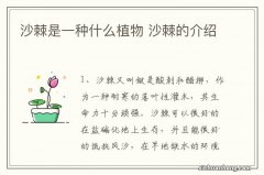 沙棘是一种什么植物 沙棘的介绍