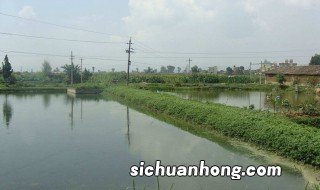 塘鱼养殖方法 塘鱼养殖方法介绍