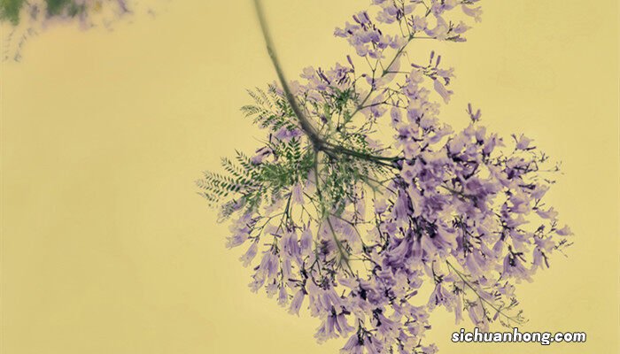 蓝花楹多少年开花结果 蓝花楹多少年开花