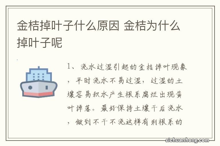 金桔掉叶子什么原因 金桔为什么掉叶子呢