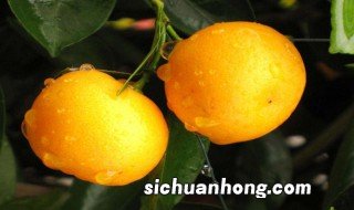 金桔掉叶子什么原因 金桔为什么掉叶子呢