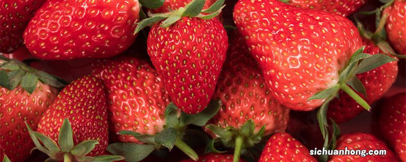 草莓种子怎么发芽种植 草莓种子怎么发芽