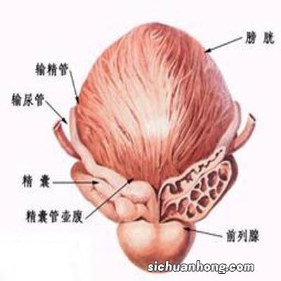 前列腺b超多少钱
