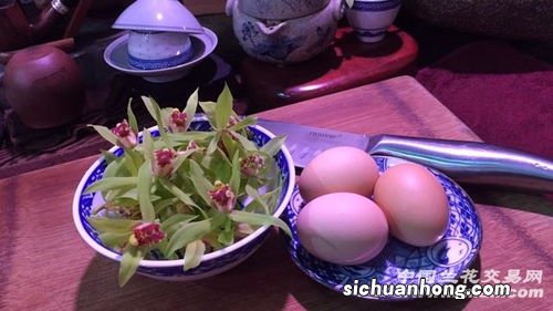 兰花泡酒有什么功效