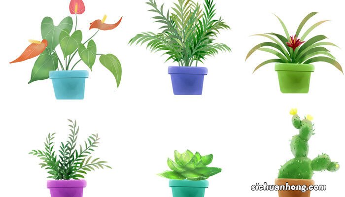 家里千万不能养的白掌 白掌的花为什么变绿了