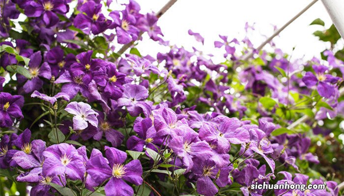 铁线莲怎么养护 铁线莲怎么养