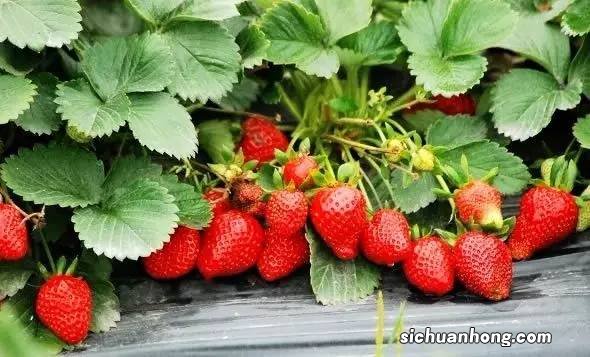 玫瑰味草莓是什么品种