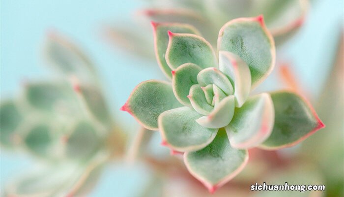 多肉植物的养殖方法 多久浇一次水