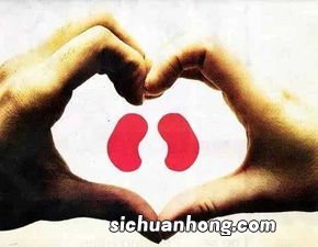 吃什么保护肾脏健康