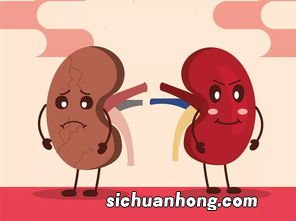 吃什么保护肾脏健康