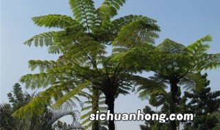 棕树施肥的方法 棕榈施肥的两种方法