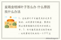 盆栽金桔掉叶子怎么办 什么原因找什么办法