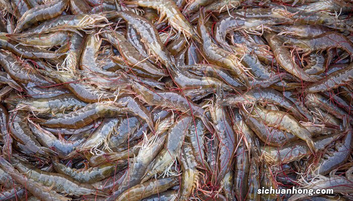 罗氏虾是淡水还是海水 罗氏虾养殖条件和方法