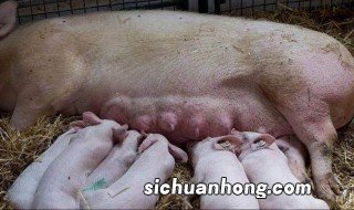 正宗猪饲养方法 这三种方法一定要学会