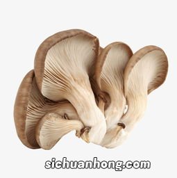 平菇怎么放