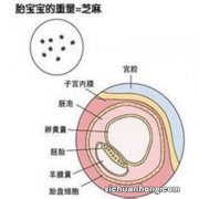 怀孕染色体检查什么