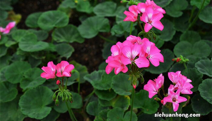 家里千万不能养的6种天竺葵 天竺葵的花语和寓意