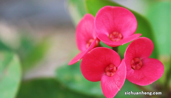 大叶海棠花的养殖方法和注意事项