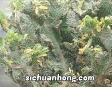 龙骨开什么样的花