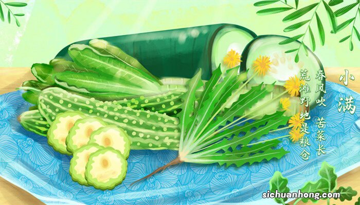苦菜是什么菜图片 苦菜是什么菜