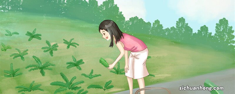 苦菜是什么菜图片 苦菜是什么菜