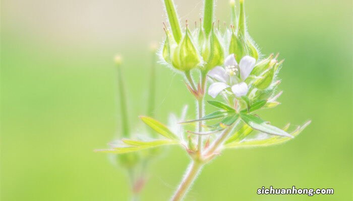 老鹳草是什么科什么属 老鹳草是什么科