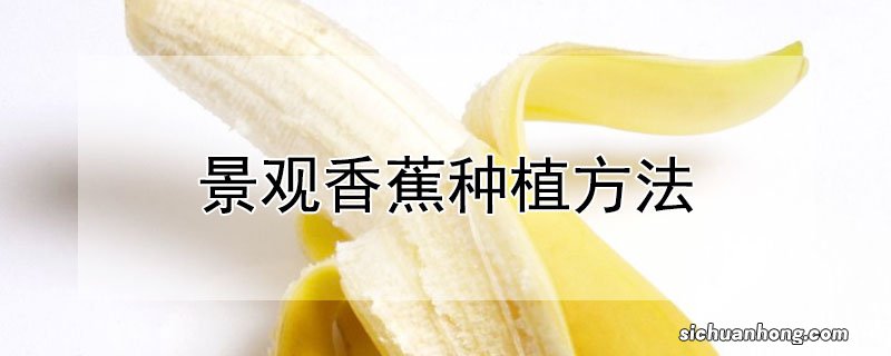 景观香蕉种植方法