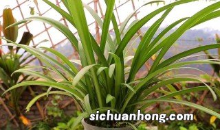 朱顶红换盆后如何处理 朱顶红换盆后如何养护