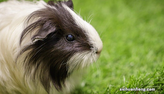 荷兰猪饲养八大禁忌 荷兰猪吃什么蔬菜