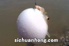 哪些药物不能和食物同吃？常见的不能同食的药物食物有哪些？