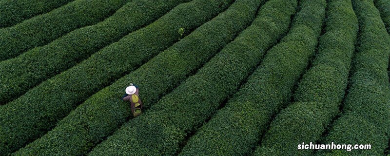 龙井茶原产地是哪里 龙井茶原产地