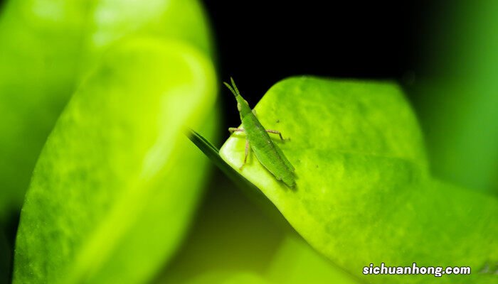 蝗虫养殖成本与利润 蝗虫养殖技术