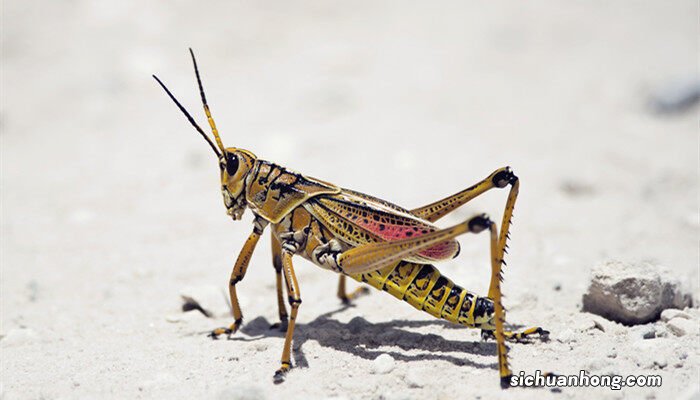 蝗虫养殖成本与利润 蝗虫养殖技术