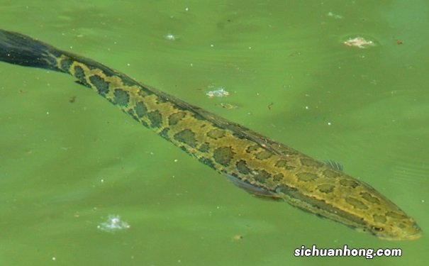 黑鱼的营养功效有哪些？吃黑鱼的好处是什么？