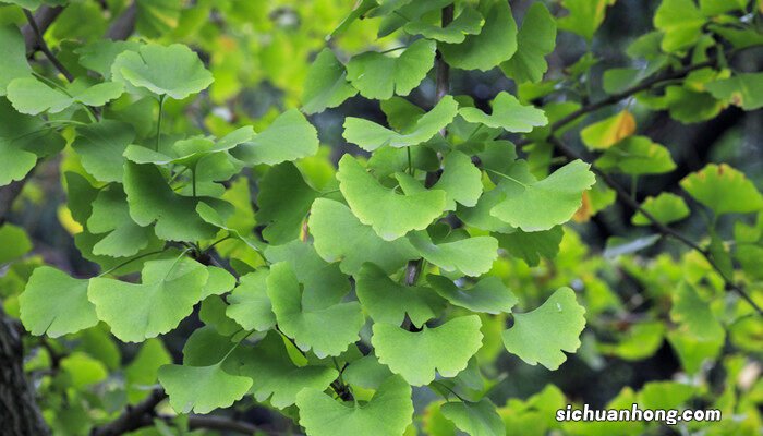 裸子植物有花和果实吗 初中 裸子植物有花和果实吗