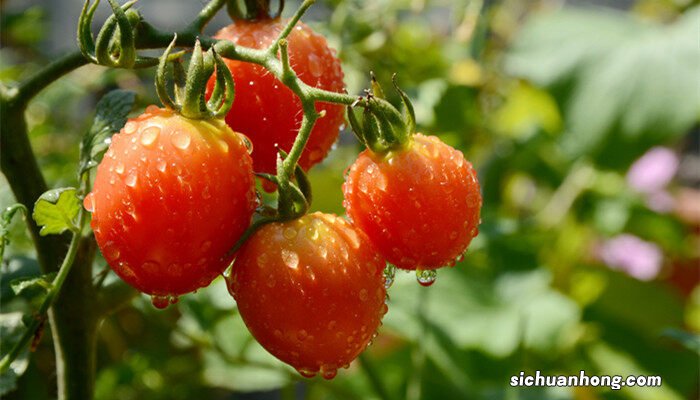 西红柿有没有糖分 西红柿有糖分吗