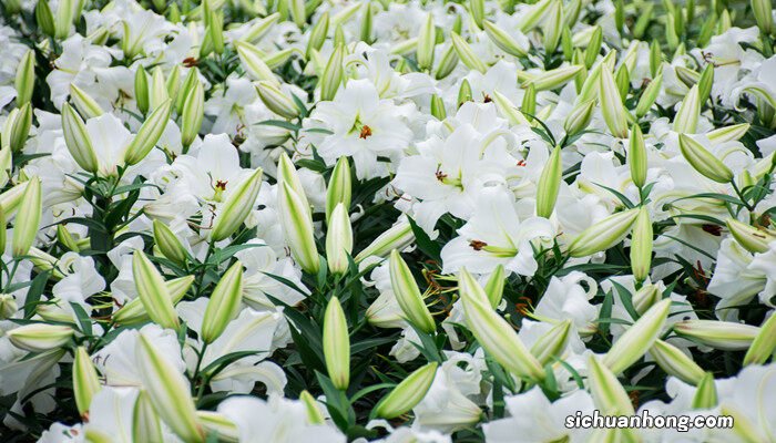 百合花为什么不能送人 百合花花语和寓意是什么