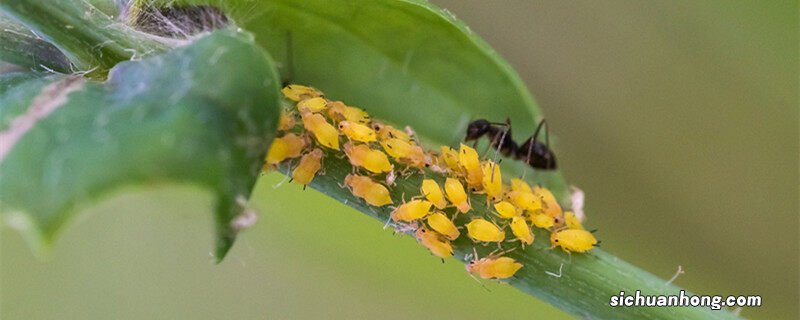 蜜虫子怎么能快速消除而不伤害花 蜜虫子怎么能快速消除