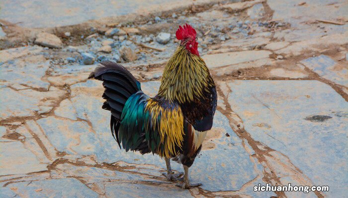 鸡的品种大全图片 鸡的品种
