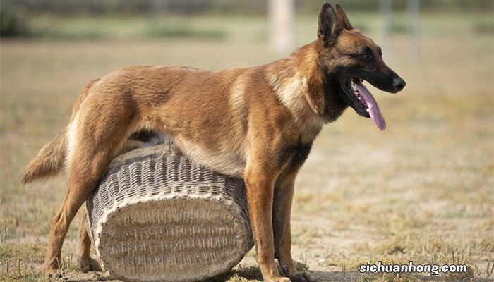 警犬品种排名 警犬品种