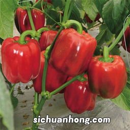 什么蔬菜做红色素漂亮